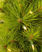 Árvore de Natal Pinheiro Agulha LED Colorido