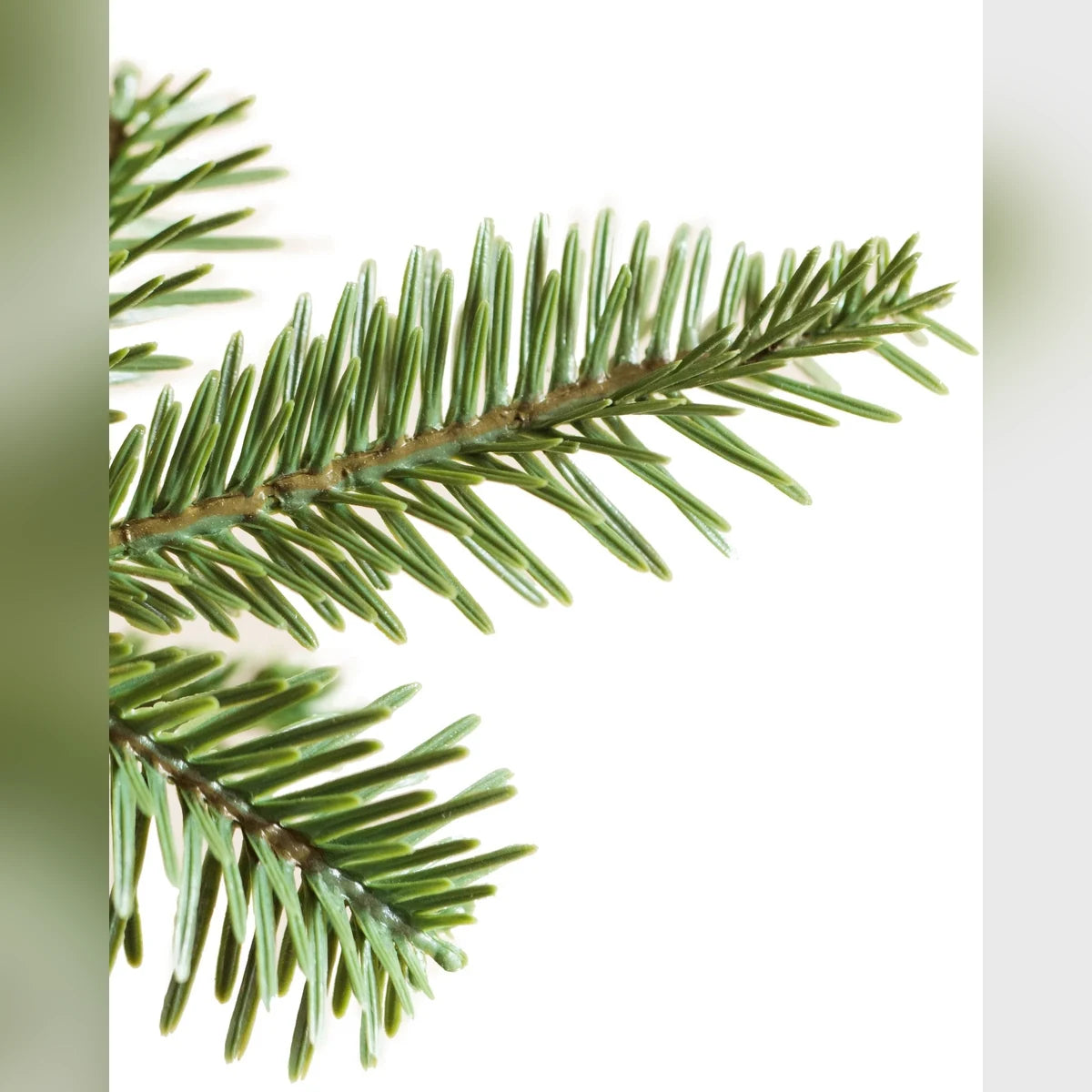 Árvore de Natal Abeto Balsâmico Alpino