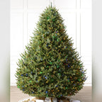 Árvore de Natal Abeto Balsâmico Imperial