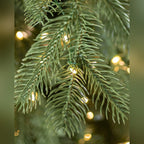 Árvore de Natal Abeto Catedral