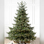 Árvore de Natal Abeto Europeu