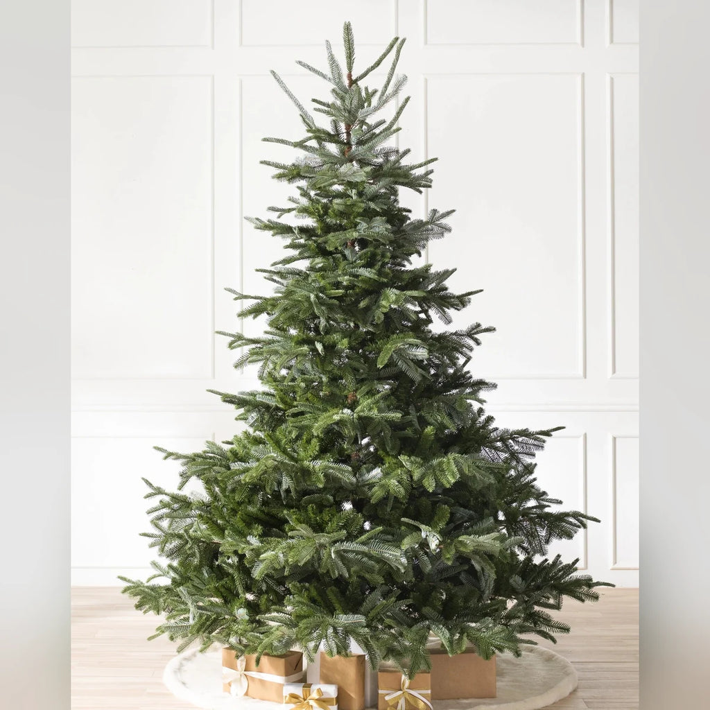 Árvore de Natal Abeto Europeu