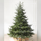 Árvore de Natal Abeto Europeu