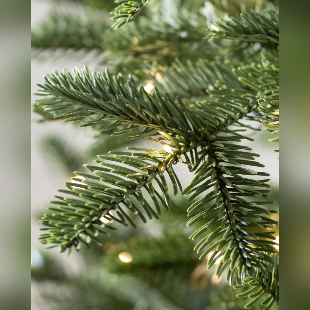 Árvore de Natal Abeto Europeu