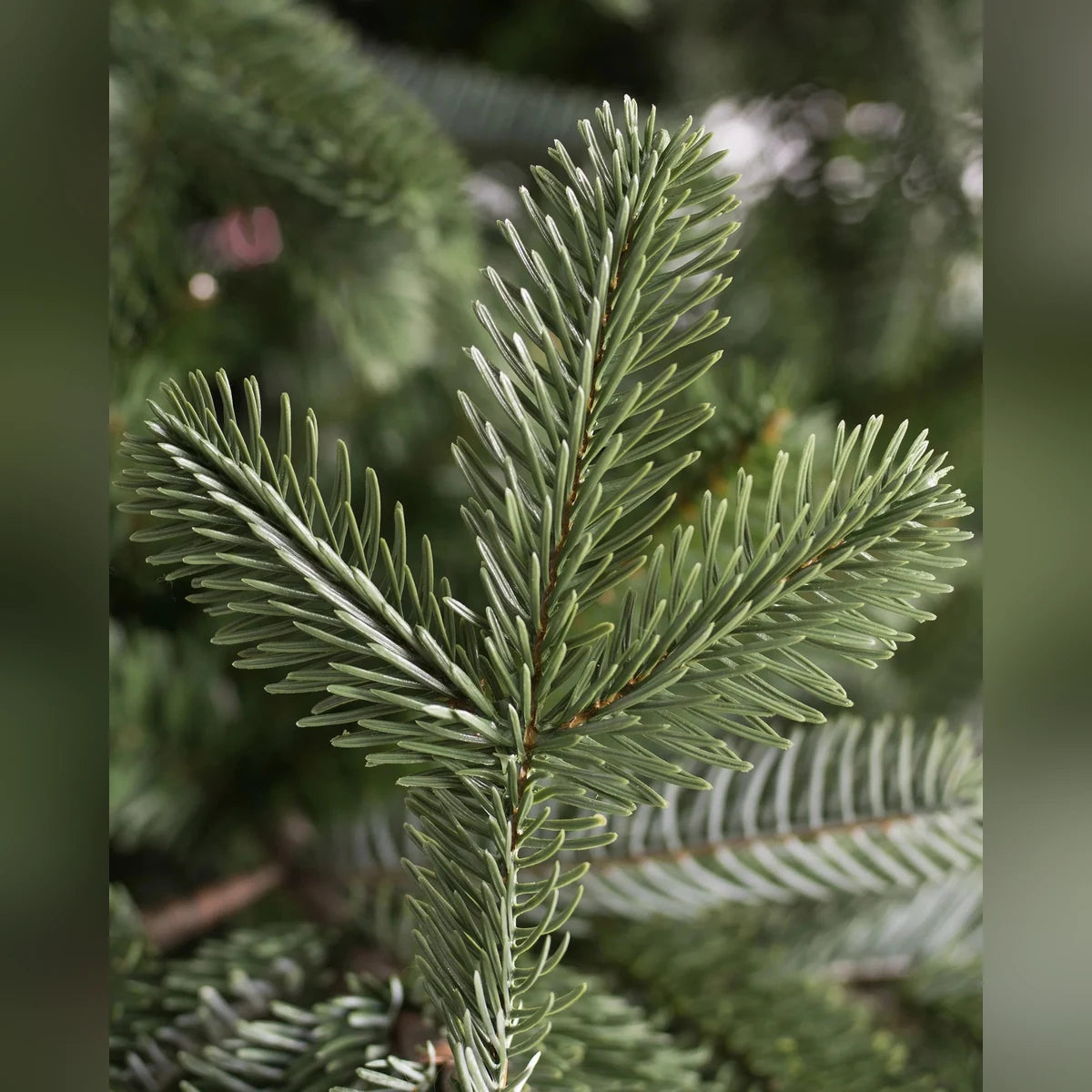 Árvore de Natal Abeto Europeu