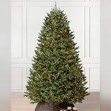 Árvore de Natal Abeto Fraser Imperial