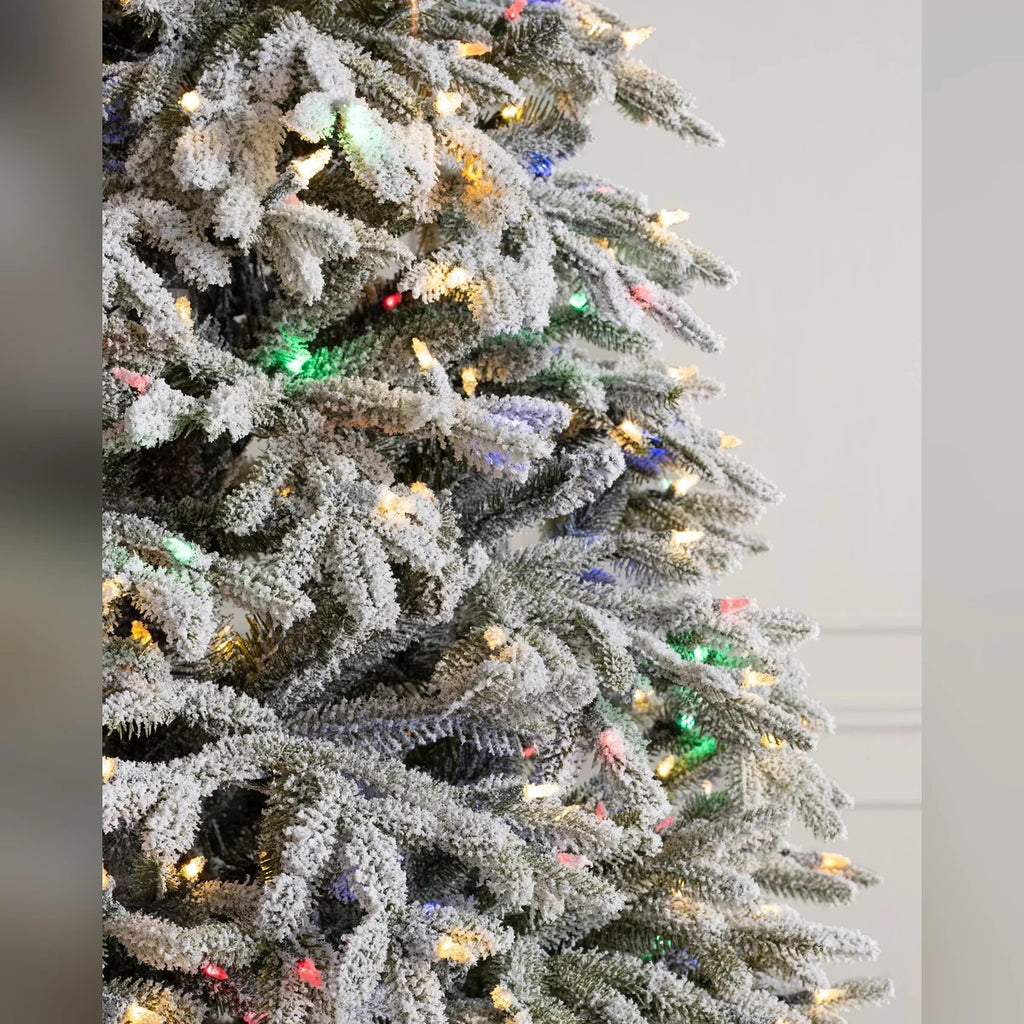 Árvore de Natal Abeto Fraser Nevado