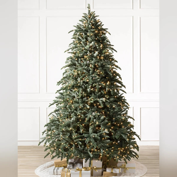 Árvore de Natal Abeto Nobre
