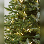 Árvore de Natal Abeto Prateado Europeu