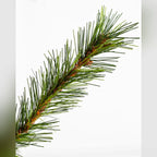 Árvore de Natal Grande Abeto Norueguês