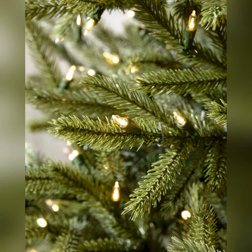 Árvore de Natal Pinheiro Norueguês do Norte